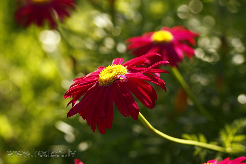 Šarlaksarkanā krizantēma jeb sārtā pīpene