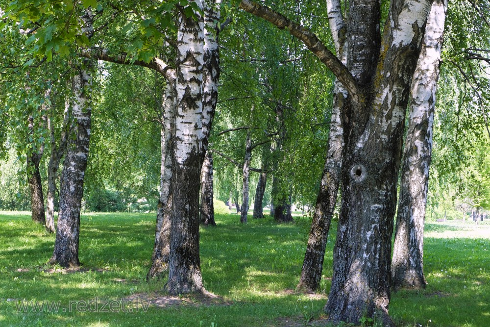 Bērzu stumbri un paēna pusdienlaikā