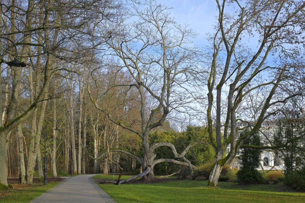 Pelēkais valrieksts Ķemeru kūrorta parkā