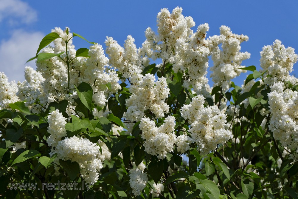 White Common lilac