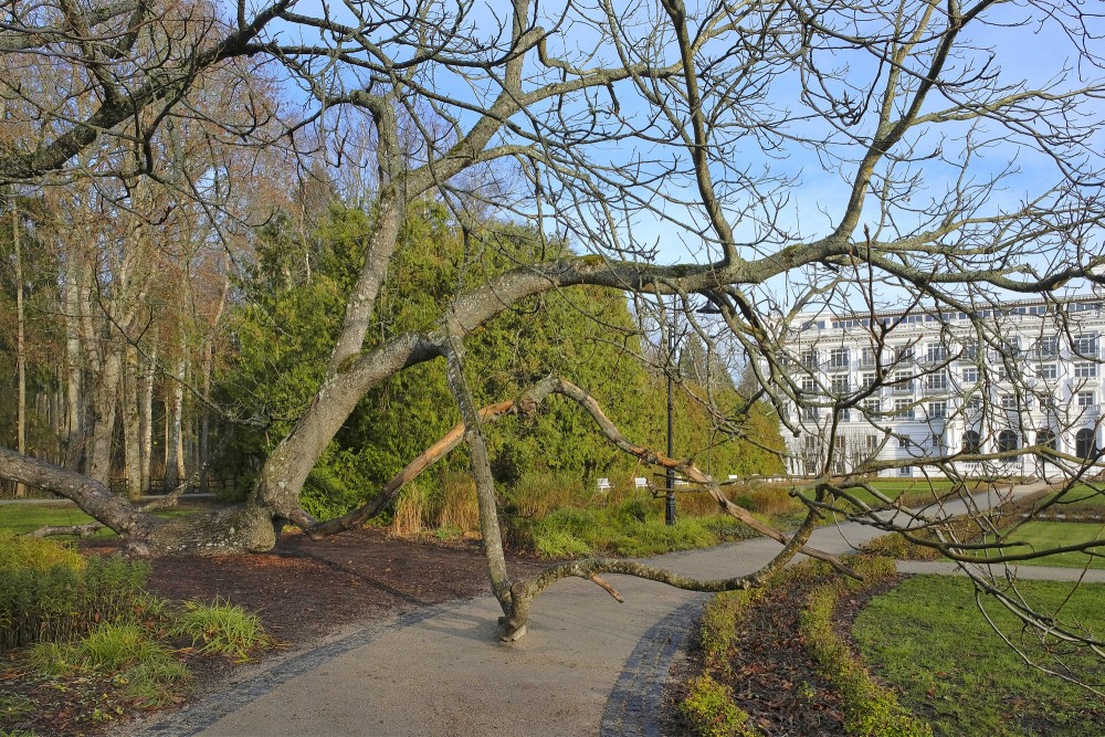 Pelēkais valrieksts Ķemeru kūrorta parkā Pelēkais valrieksts Ķemeru kūrorta parkā