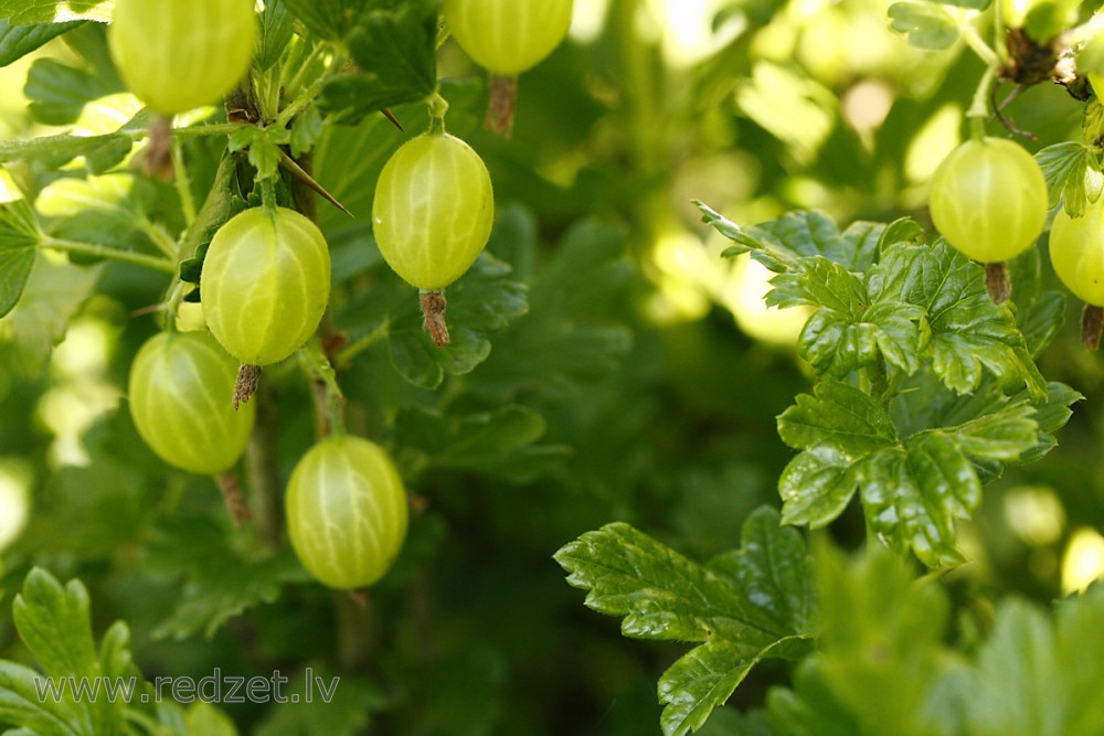 Gooseberry