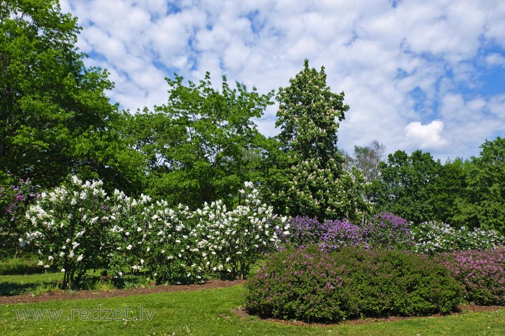 Ceriņi Uzvaras parkā