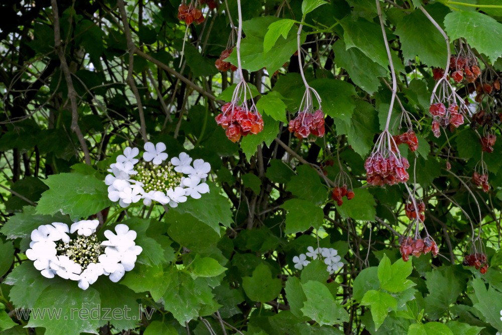 Guelder Rose Flowers and Last Year Fruits