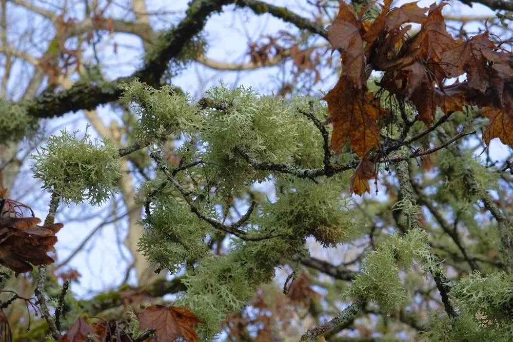 Plūmju evernija (Evernia prunastri)