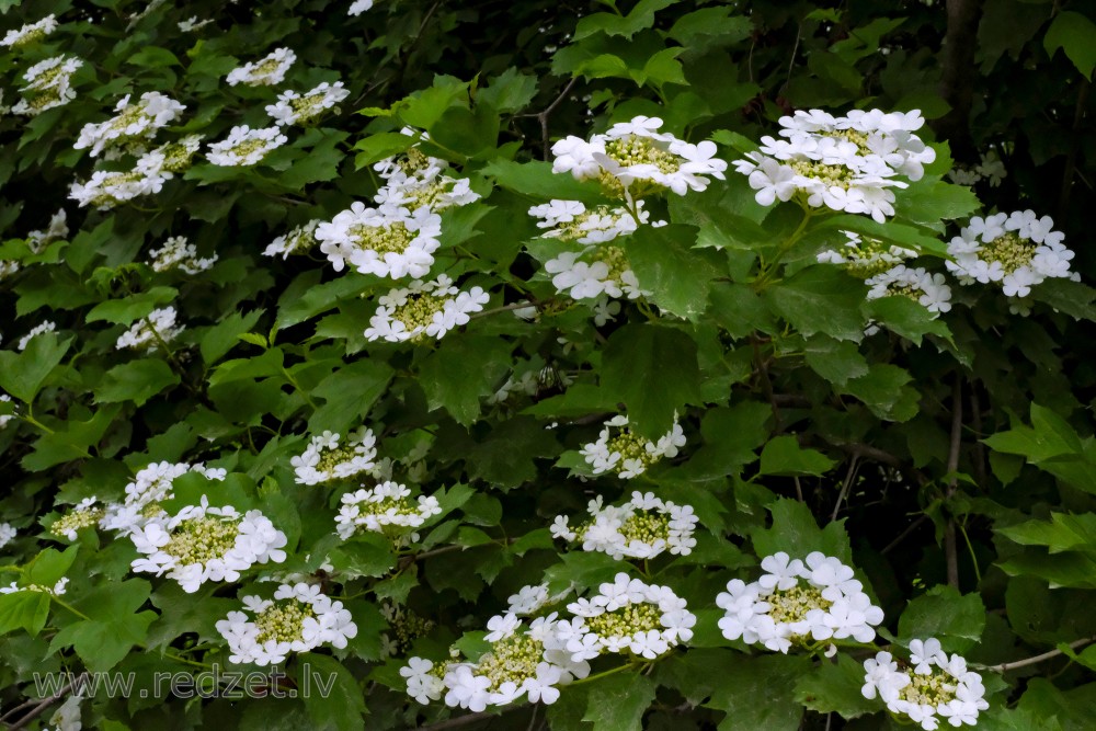 Guelder Rose Flowers