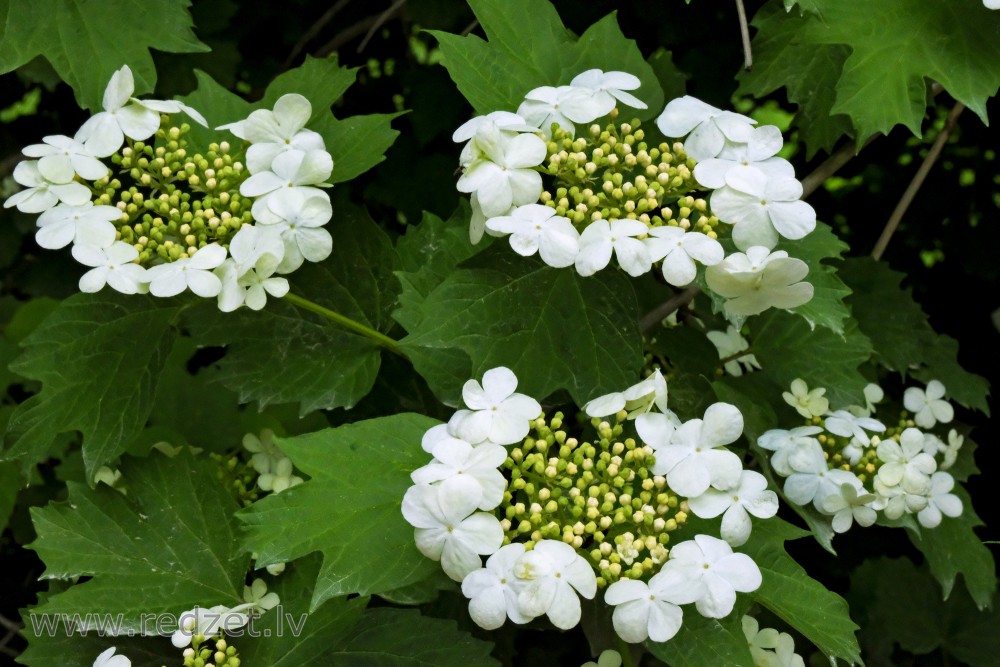 Guelder Rose Flowers