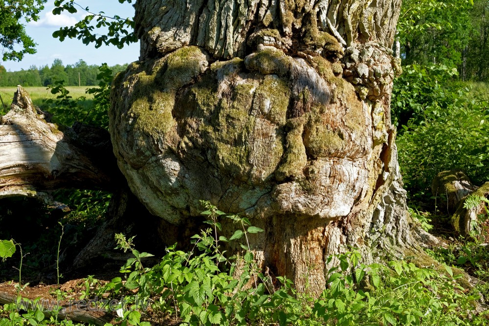 Māzers uz ozola stumbra