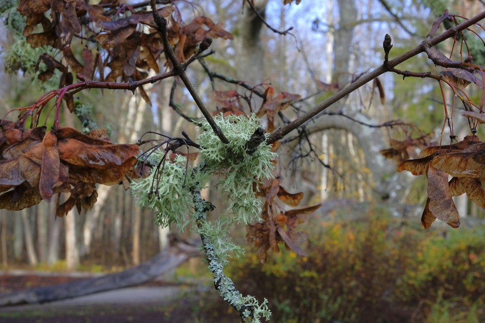 Oakmoss