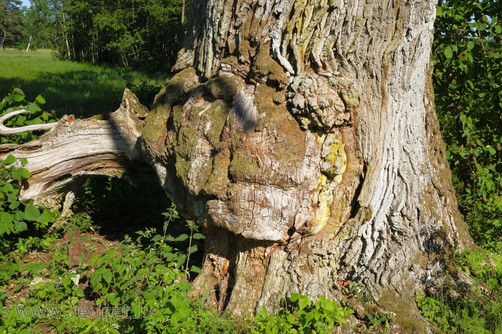 Māzers uz ozola stumbra