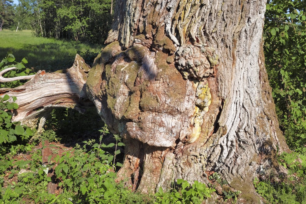 Māzers uz ozola stumbra