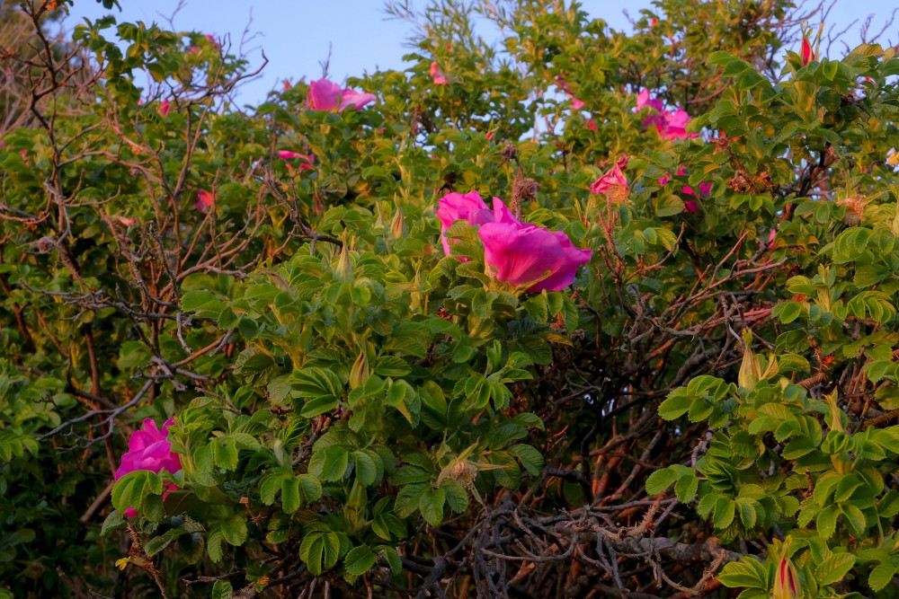 Krokainā roze (Rosa rugosa)