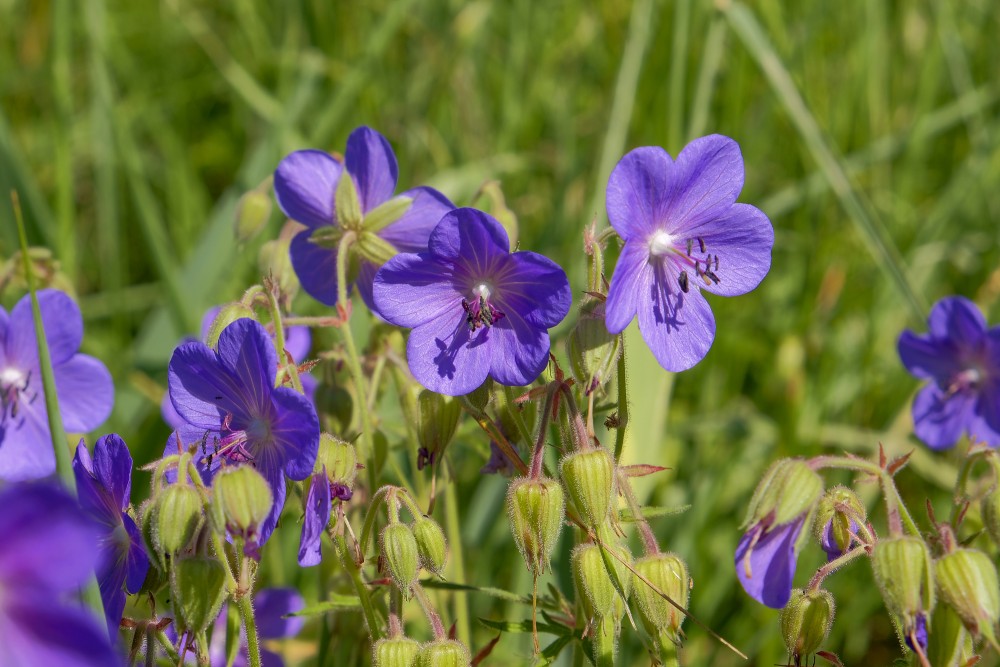 Meadow Geranium