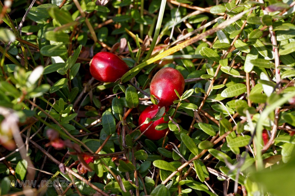 Amerikas lielogu dzērvene 'Early Black'
