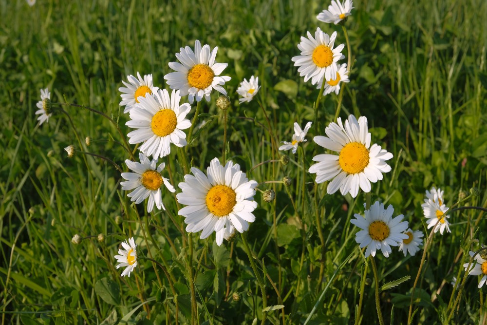 Parastā pīpene (Leucanthemum vulgare)