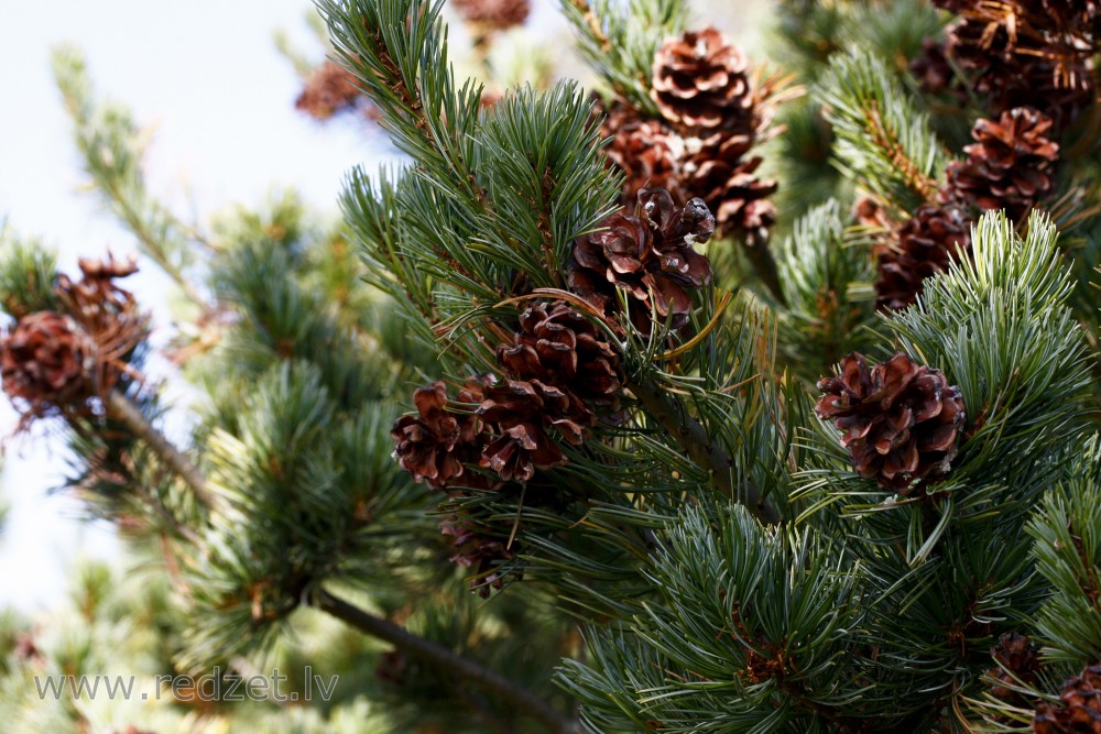 Japānas ciedrupriede (Pinus parviflora) `Shirobana`