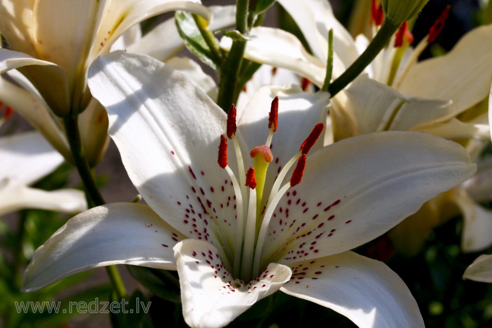 Balts lilijas zieds