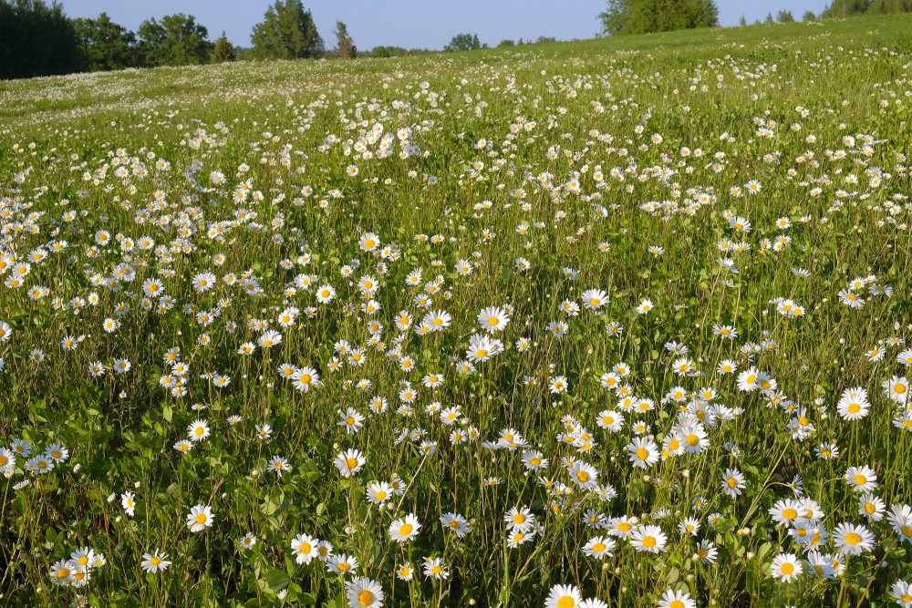 Pļava ar ziedošam Margrietiņām