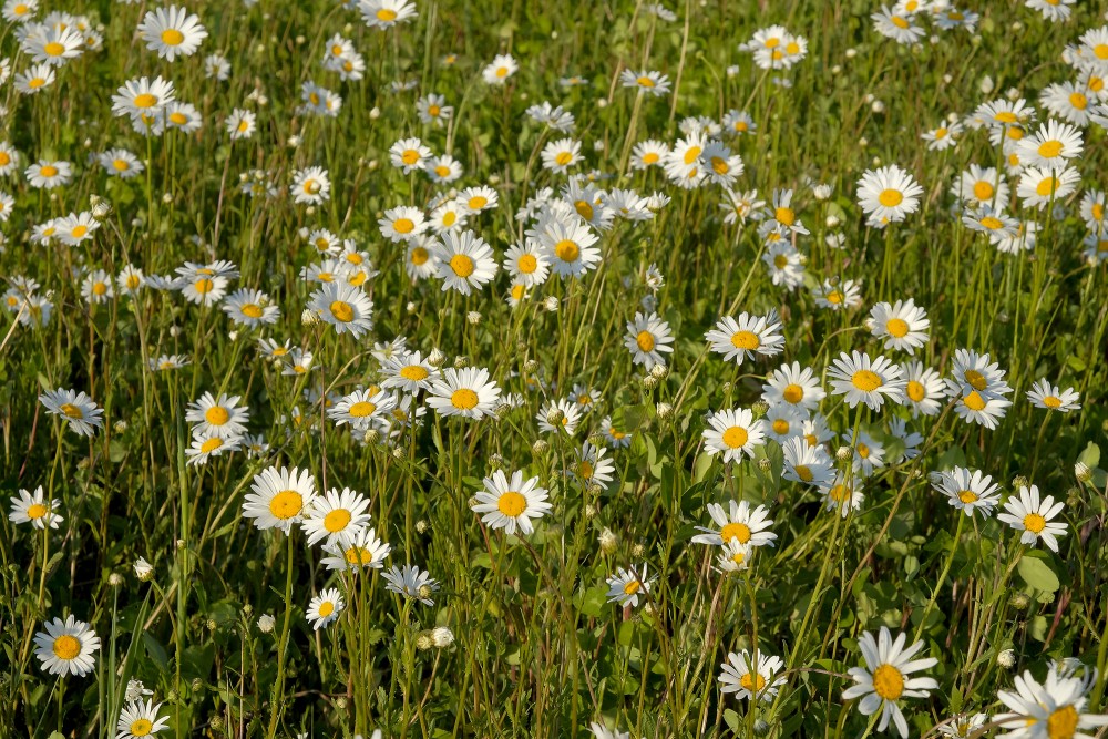 Oxeye daisy
