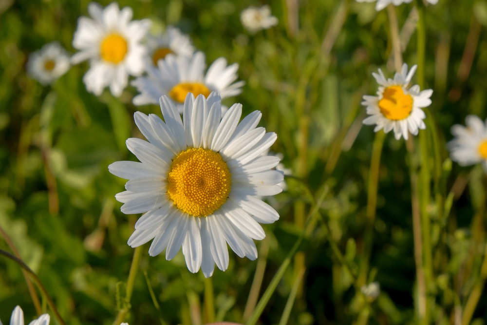 Leucanthemum vulgare (Oxeye daisy)