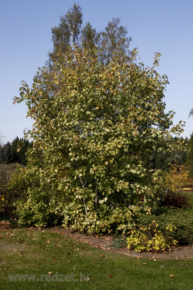 Kalnu kļava (Acer pseudoplatanus) `Variegatum`