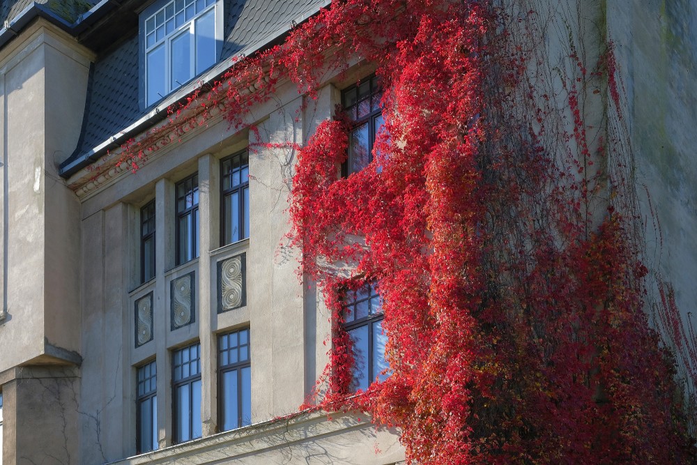 Pieclapiņu mežvīns uz mājas sienas