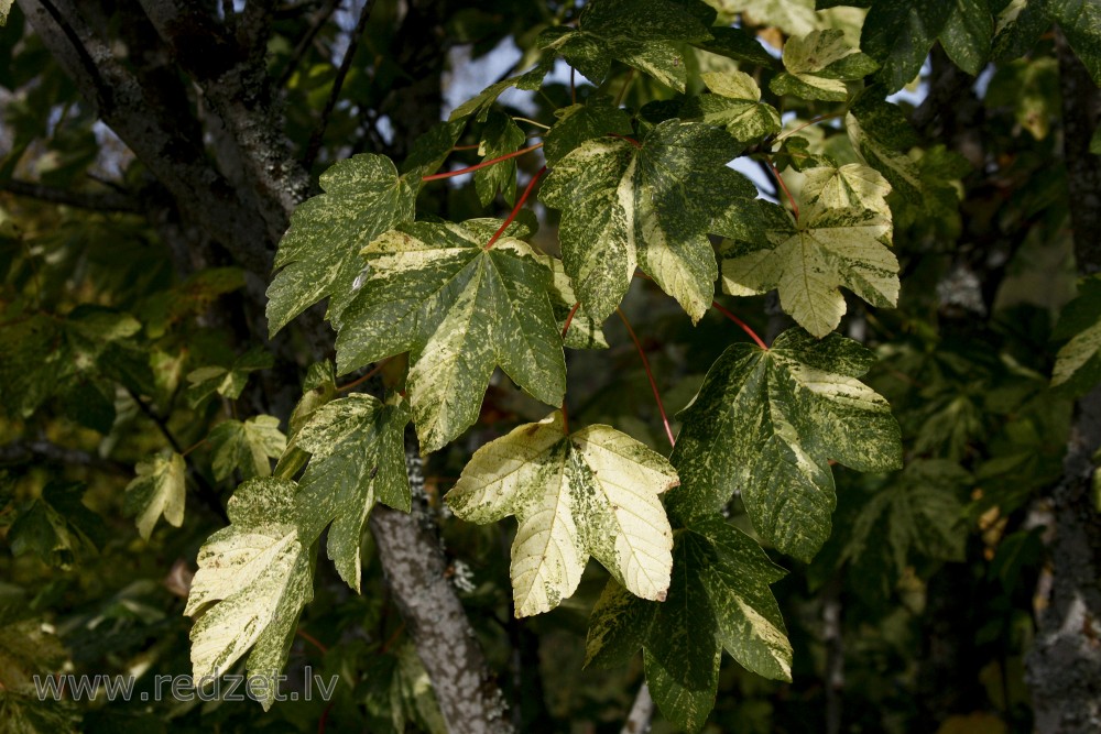 Kalnu kļava (Acer pseudoplatanus) `Variegatum`