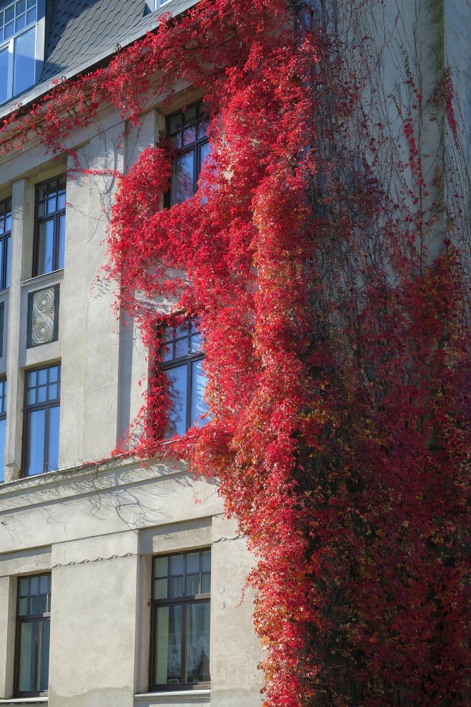 Virginia creeper