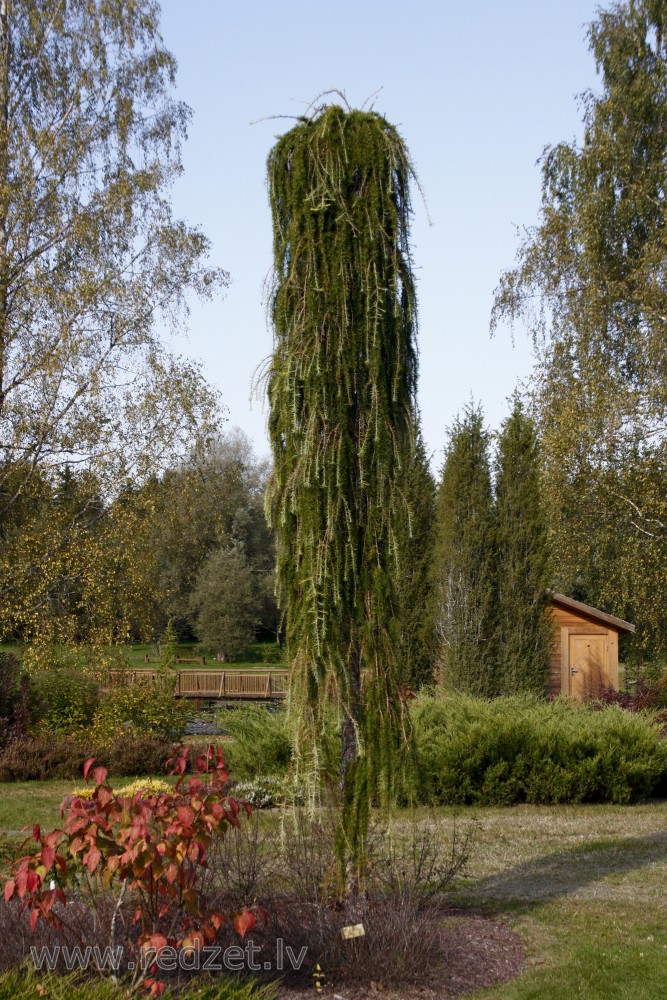 Japānas lapegle (Larix kaempferi) `Steef`s Weeping`