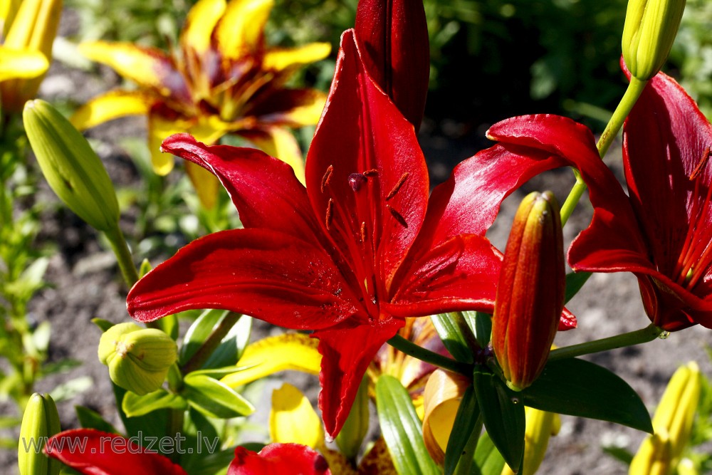 Lily flowers