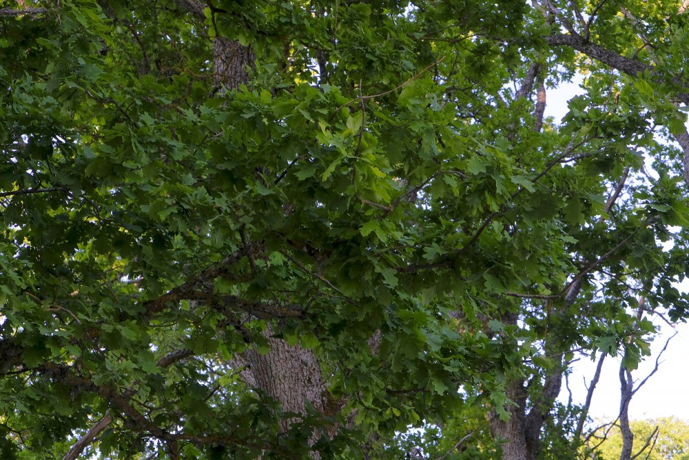 Oak, Tree leaves