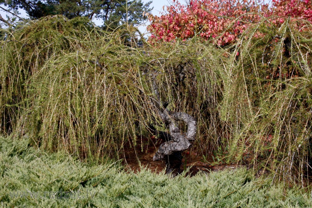 Eiropas lapegle (Larix decidua) `Pendula`