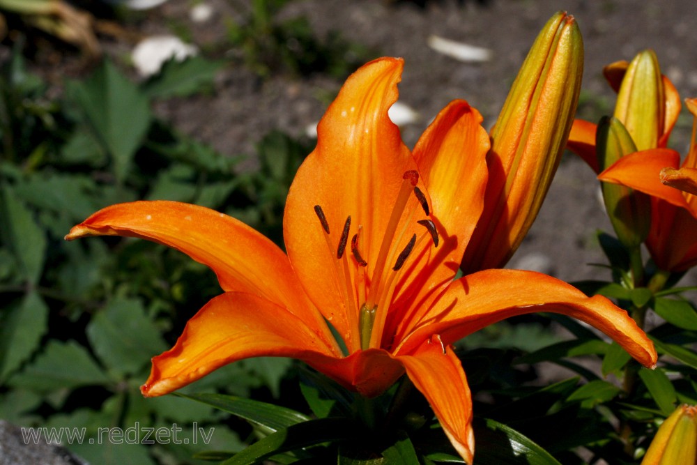 Lily flowers