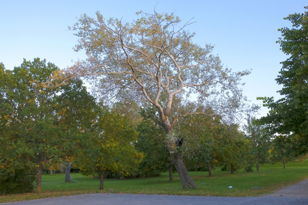 Silver Poplar in Liepāja seaside park