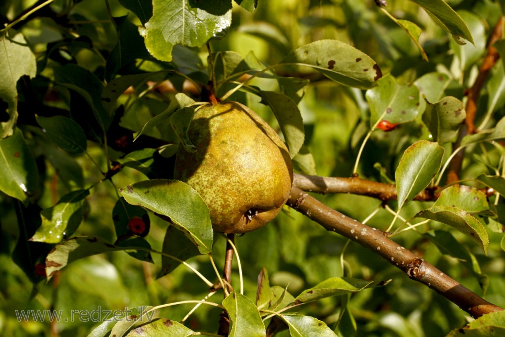 European Pear branch with fruit