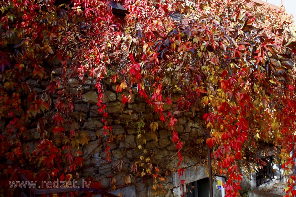 Parthenocissus quinquefolia (Virginia creeper)