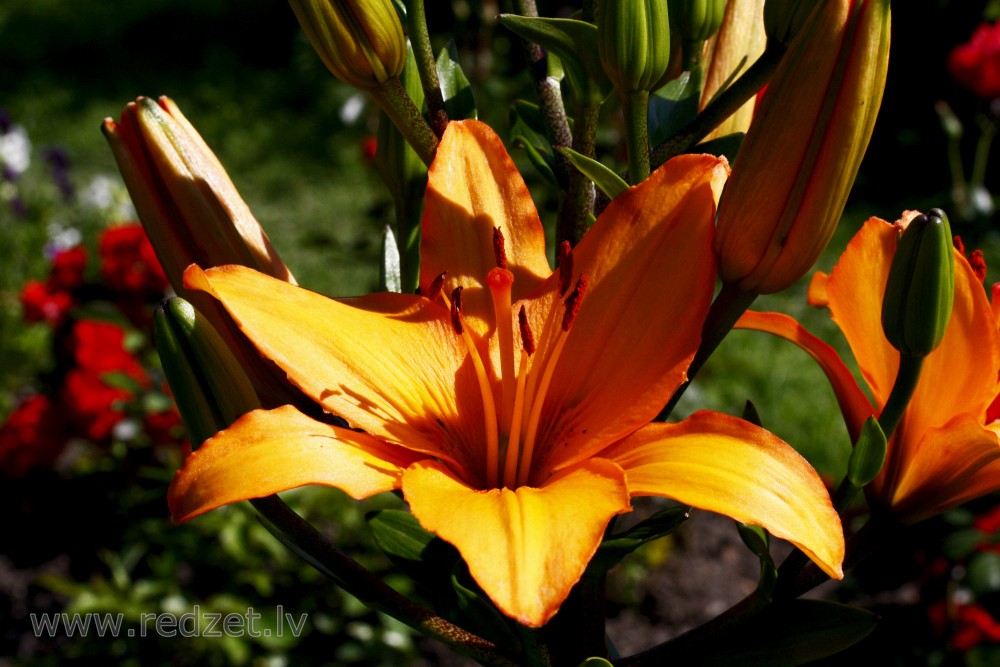 Lily flowers