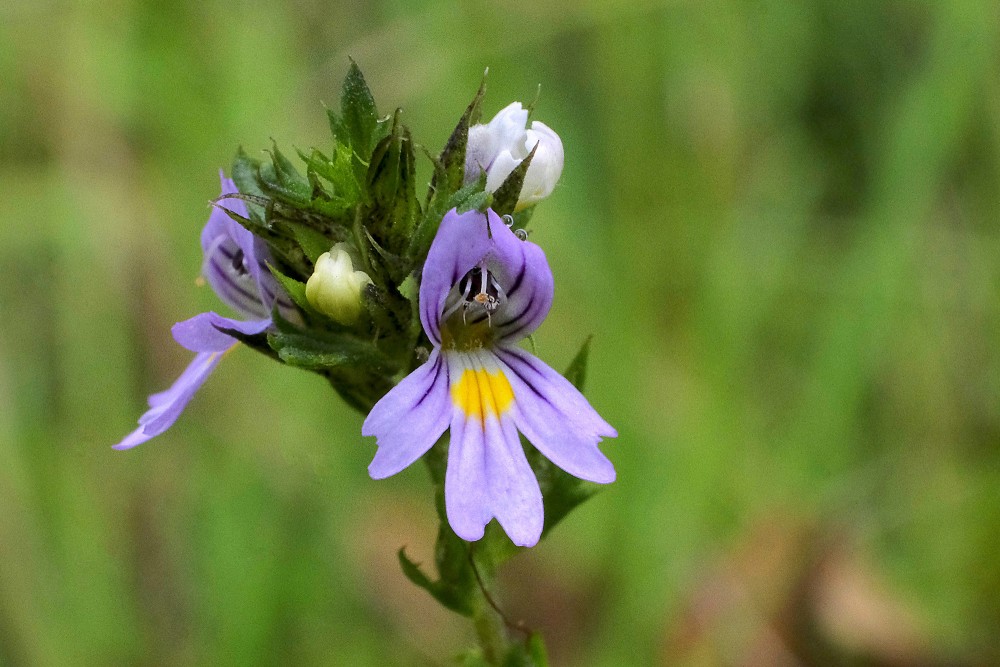 Sīkziedu žibulītis Sīkziedu žibulītis
