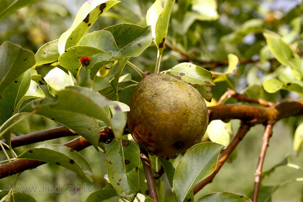 European Pear branch with fruit