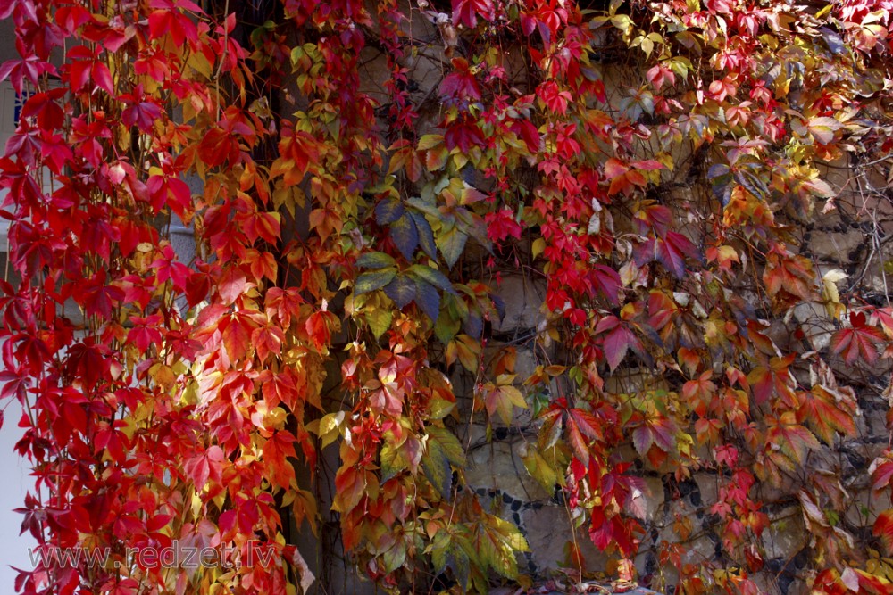 Virginia creeper Virginia creeper