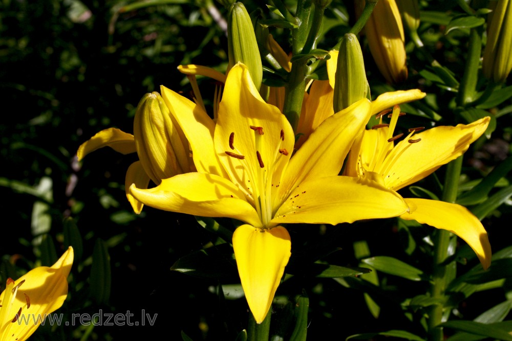 Yellow lily flowers