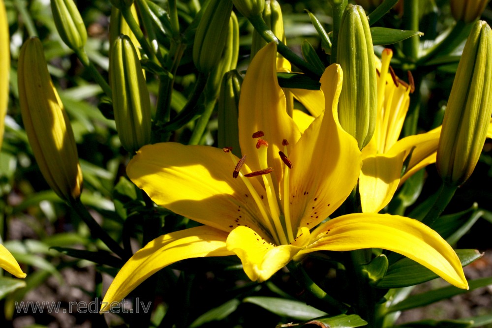 Yellow lily flowers