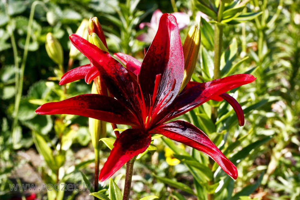Lilijas zieds