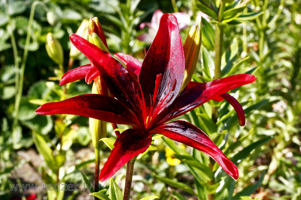 Red lily flower