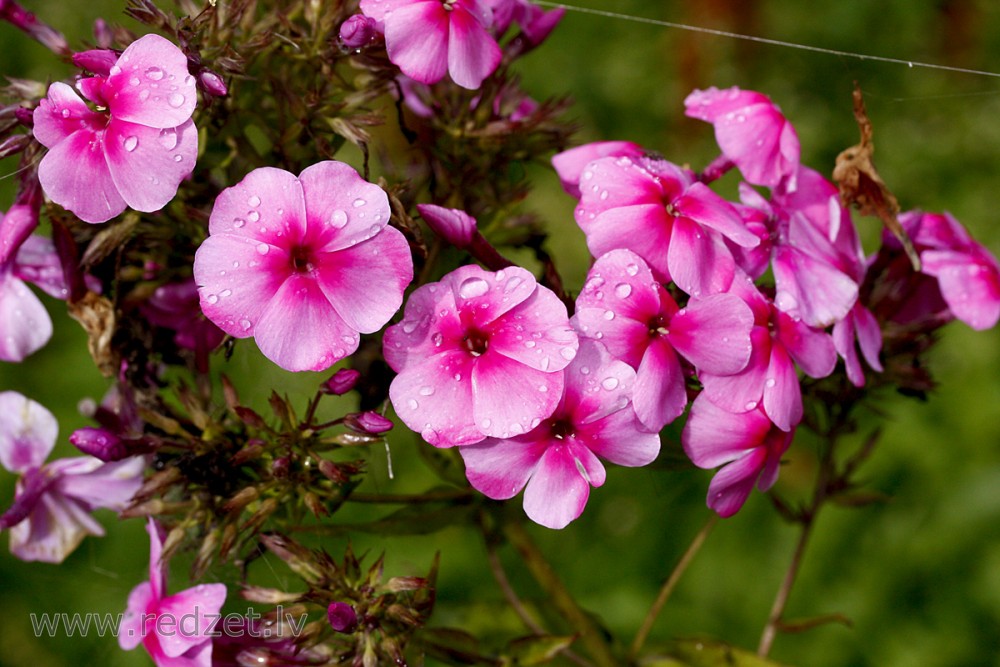 Dew On The Pink Phlox