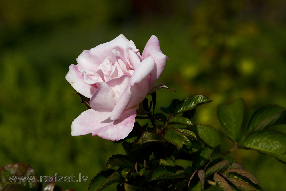 Rozes zieds