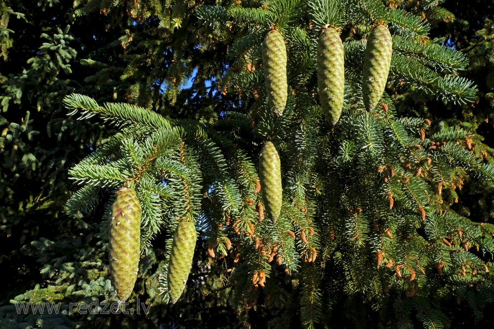 Spruce Branch with Cones