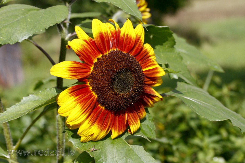 Saulespuķe (Helianthus annuus)