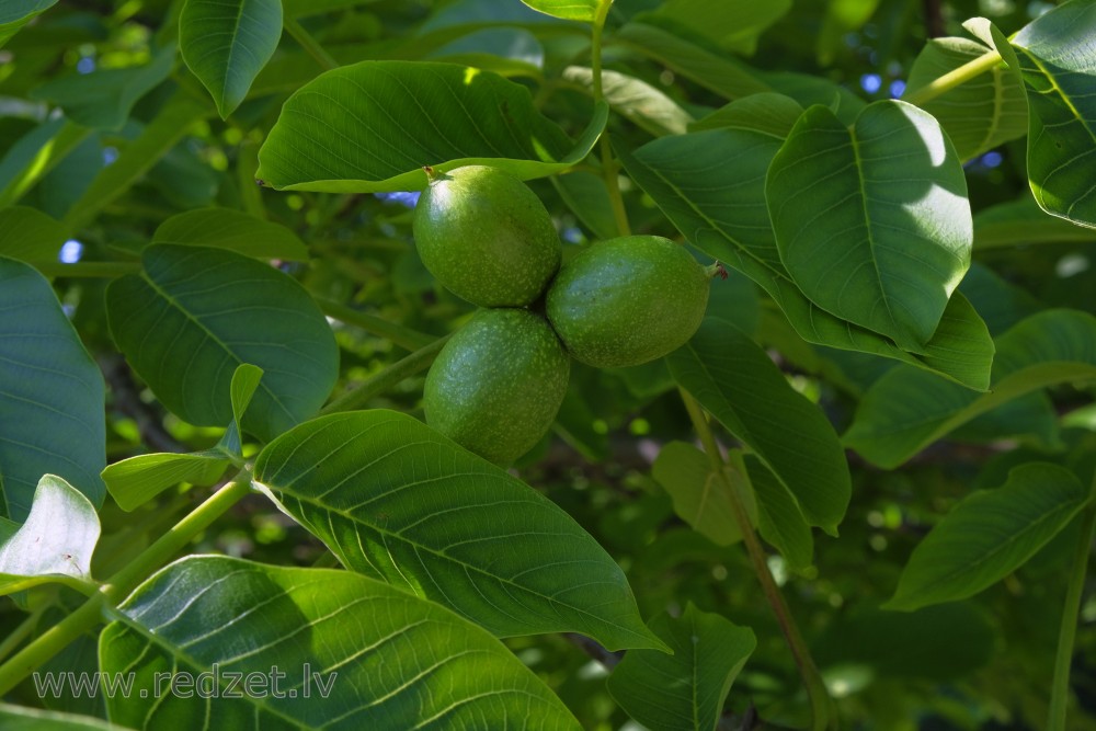 Riekstkoka augļi vasarā Riekstkoka augļi vasarā