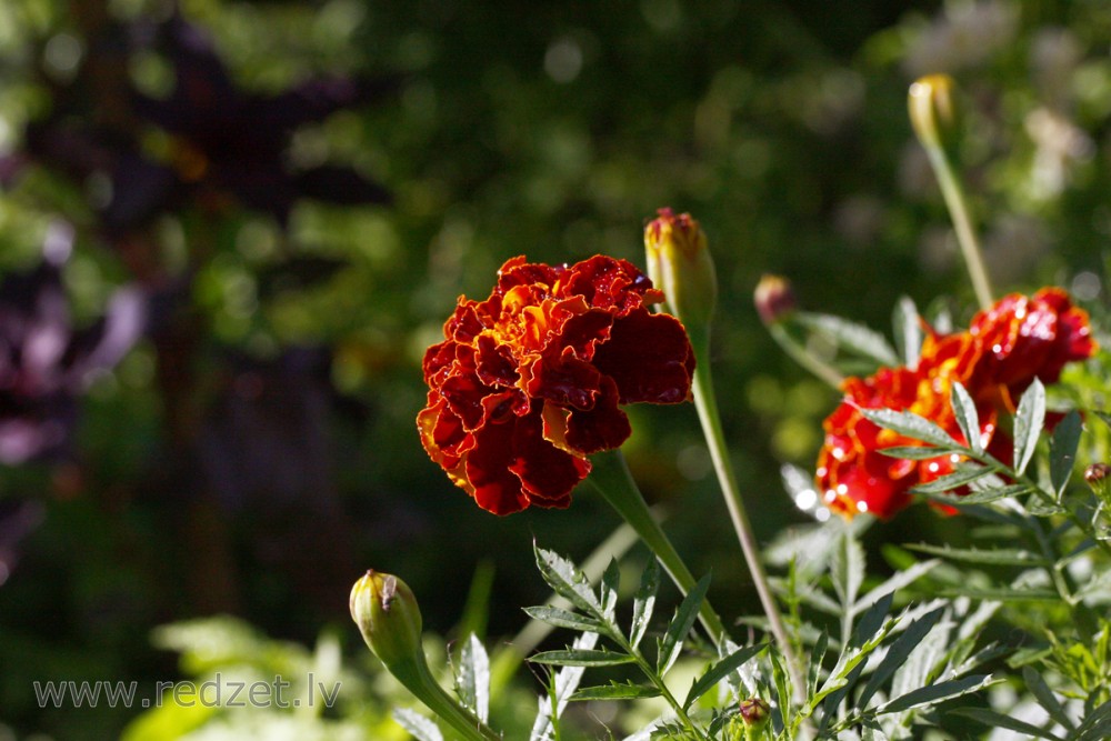 Samtene (Tagetes)